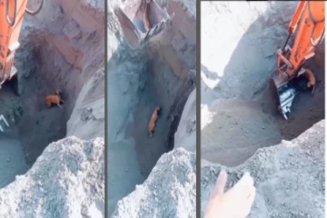 30 அடி ஆழ பள்ளத்தில் விழுந்த நாய் - வைரலாகும் வீடியோ