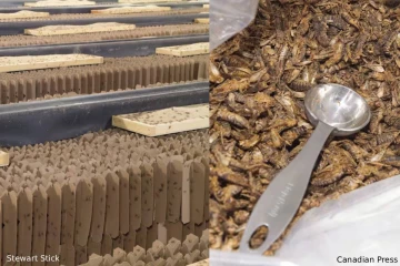 நஷ்டத்துக்குள்ளான உலகின் மிகப்பெரிய வெட்டுக்கிளி பண்ணை