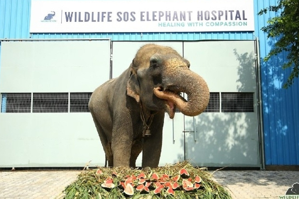 முத்துராஜா நிலை வேண்டாம்; இலங்கையில் யானை வைத்தியசாலைக்கு தாய்லாந்து திட்டம் | Elephant Hospital Sri Lanka Don Muthuraja Status