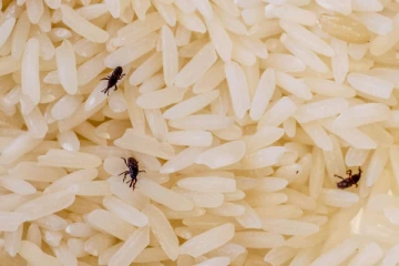 இனி அரிசியில் புழு, வண்டு எதுவும் வராது...இதை ட்ரை பண்ணுங்க