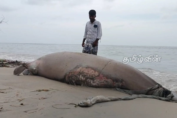 மன்னார் வளைகுடா கடல் பகுதியில் கரை ஒதுங்கிய கடல் பசு | Marine Life Animal Stranded In Mannar Sea Side