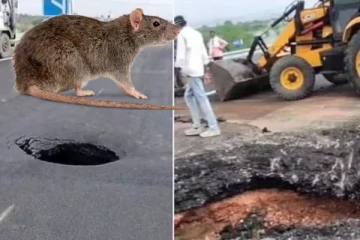 நெடுஞ்சாலையின் பெரிய பள்ளத்திற்கு எலி தான் காரணம்! அதிகாரியின் பதிலால் உடனே பணிநீக்கம்