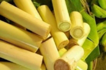 சிறுநீரக கல் முதல் நீரிழிவு வரை அத்தனைக்கும் தம்மாத்தூண்டு வாழை தண்டு போதும்! அட இவ்வளவு விஷயம் இருக்கா?
