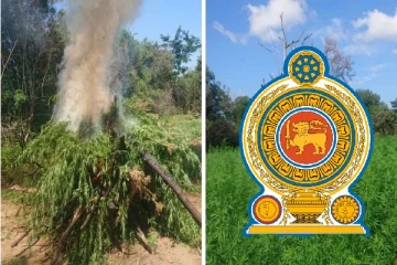 80 மில்லியன் மதிப்புள்ள கஞ்சா செடிகள் பறிமுதல்: ராணுவத்தினருக்கு கிடைத்த ரகசிய தகவல்