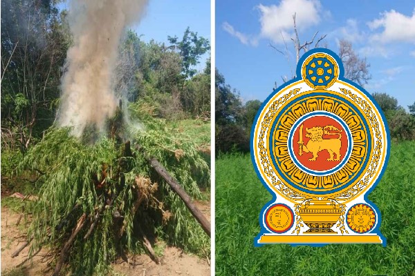 80 மில்லியன் மதிப்புள்ள கஞ்சா செடிகள் பறிமுதல்: ராணுவத்தினருக்கு கிடைத்த ரகசிய தகவல்  லங்காசிறி நியூஸ்