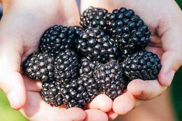 பி.பி, சுகர்னு அத்தனையையும் அடித்து விரட்டி “குட்பை“ சொல்லும் அதிசய பழம்!