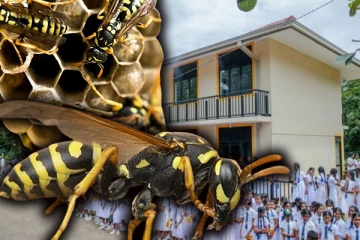 திருகோணமலையில் குளவிகொட்டுக்கு இலக்காகி 37 மாணவர்கள் வைத்தியசாலையில் அனுமதி