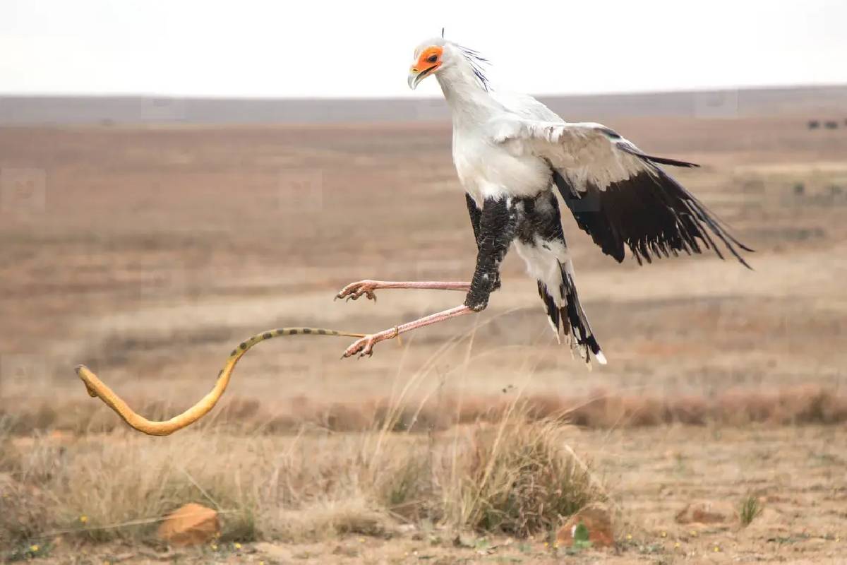 பாம்புடன் சண்டையிட்டு ஜெயிக்க கூடிய 10 விலங்குகள்! பறவைகளும் இருக்கா? | Which Animal And Birds Can Kill A Snake Easily