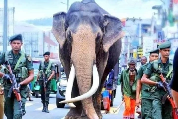 இலங்கையில் மிக உயரமான பிரபல யானைக்கு நேர்ந்த சோகம்!