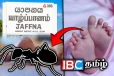 யாழில் துயர சம்பவம் : எறும்பு கடித்ததில் 21 நாளேயான சிசு உயிரிழப்பு