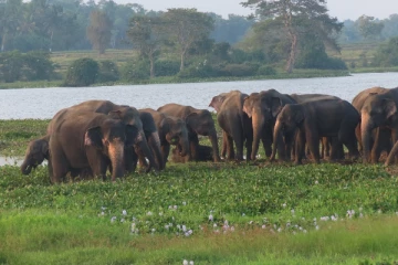 அம்பாறையில் புதிய புற்களுக்காக குவியும் யானை கூட்டம்