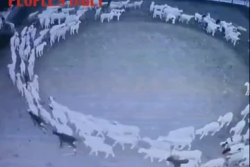 12 நாட்கள் இடைவிடாமல் சுற்றிய ஆடுகள் ! CCTV இல் சிக்கிய அமானுஷ்யம் - வைரல் வீடியோ