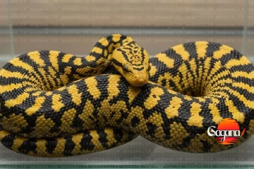 සත්තු වත්තේ අතුරුදන් වූ කහ ඇනකොණ්ඩා පැටවා යකඩ පෙට්ටියක් ඇතුලේ