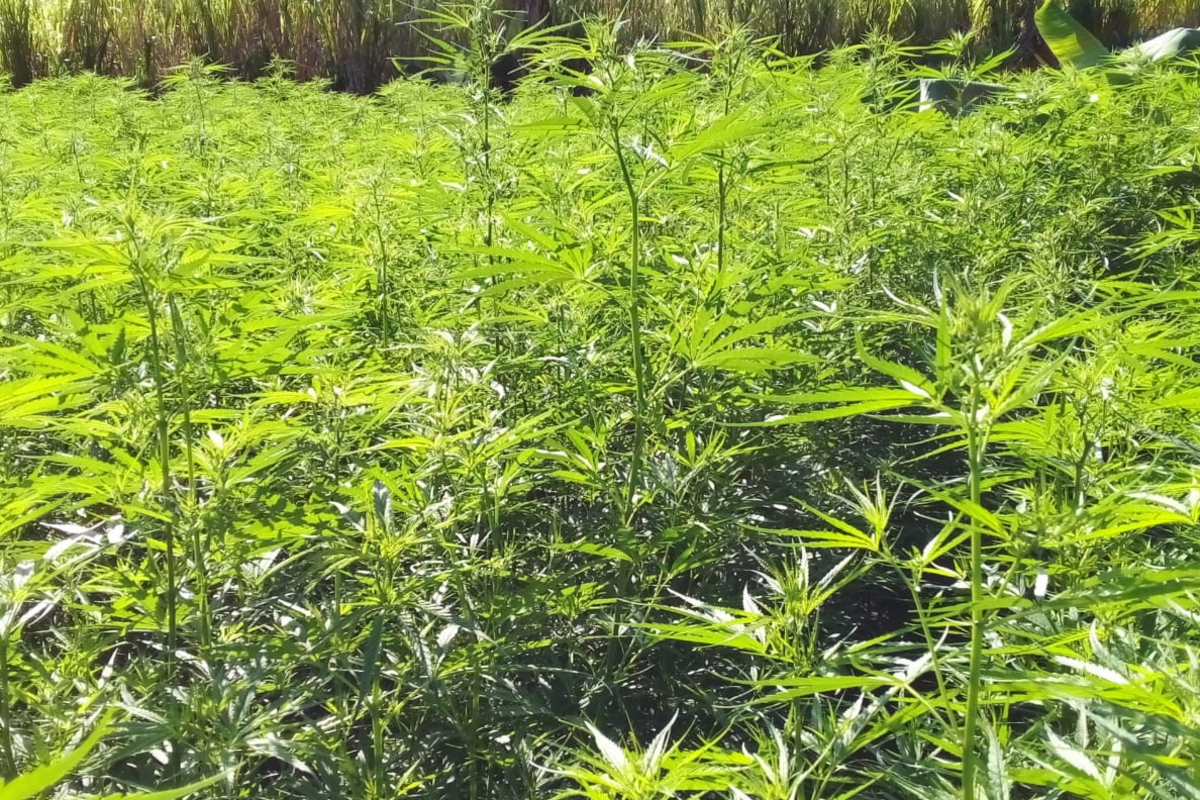 சுற்றிவளைக்கப்பட்ட பாரிய கஞ்சா தோட்டம் ; கைப்பற்றப்பட்ட பெருந்தெகை செடிகள் | Large Cannabis Plantation Surrounded
