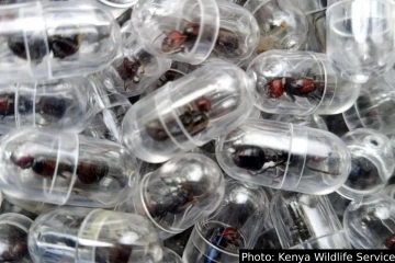 2000 ராணி எறும்புகளை கடத்திய சீன நாட்டவர்: சுற்றி வளைத்த விமான நிலைய அதிகாரிகள்