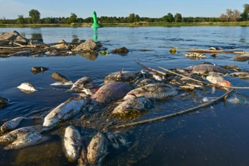 ஐரோப்பிய நாடொன்றில்  டன் கணக்கில் செத்து மிதக்கும் மீன்கள்; மக்களுக்கு எச்சரிக்கை