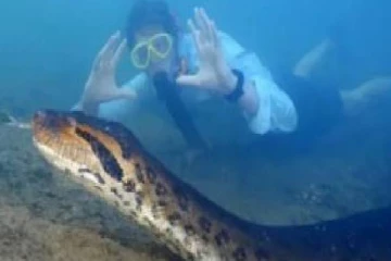 உலகின் மிகப்பெரிய அனகோண்டா வேட்டைக்காரர்களால் கொல்லப்பட்டுள்ளதாக தகவல்!