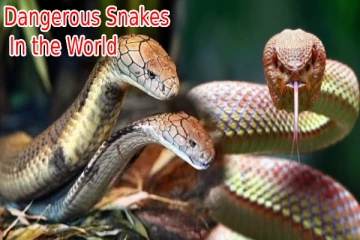 பூமியில் உள்ள கொடிய ஆபத்தான பாம்புகள் - நாக பாம்பில் மொத்தம் இத்தனை வகையா?