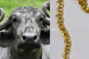 රත්රන්, මිල අධික මංගල මාලයක් මී හරකෙක් ගිල දාලා - මෙය දැනගත් පිරිස වහා ක්‍රියාත්මක වී සිදුකළ දේ..