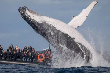 அவுஸ்திரேலியாவில் திமிங்கலம் தாக்கி ஒருவர் மரணம், மற்றொருவர் படுகாயம்