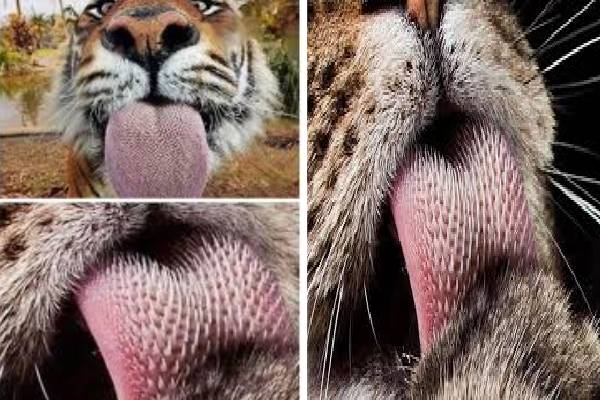 புலியின் நாக்கில் ஒளிந்திருக்கும் இந்த ரகசியம் தெரியுமா? | Hidden Secret Behind The Tigers Tongue புலியின் நாக்கில் ஒளிந்திருக்கும் இந்த ரகசியம் தெரியுமா? | Hidden Secret Behind The Tigers Tongue