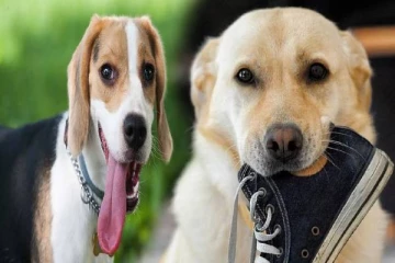 நாய்கள் அடிக்கடி செருப்பை கடிக்க என்ன காரணம்னு தெரியுமா?