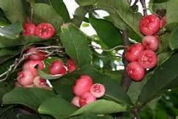 ජම්බු වල සෞඛ්‍ය ප්‍රතිලාභ ගැන ඔබ දන්නවාද..