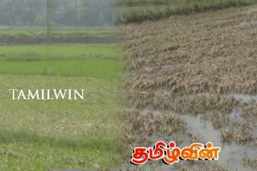 மட்டக்களப்பில் வெள்ளத்தால் 380 ஏக்கர் நெற்செய்கை முற்றாக பாதிப்பு