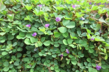 හීං උඳුපියලිය ශාකය භාවිතයෙන් සුව කරගත හැකි ලෙඩ රෝග..