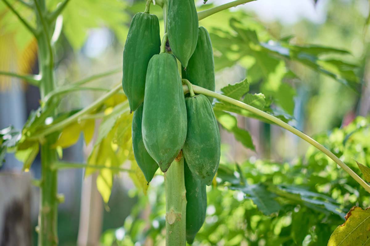 பப்பாளியை காயாக சாப்பிட்டால் இவ்வளவு நன்மையா? பலரும் அறியாத ரகசியம் | Benefits Of Eating Raw Papaya