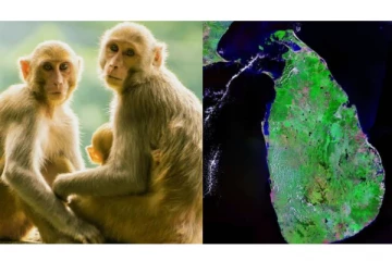 குரங்கால் ஒட்டுமொத்த நாடே இருளில் மூழ்கிய சம்பவம் -இலங்கை நடந்தது என்ன?