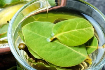 எடையை வேகமாக குறைக்க இந்த ஒரு இலை போதும்...உடனே இப்படி பானம் தயாரித்து குடிங்க! கட கடனு குறையும்