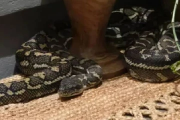 நள்ளிரவில் நேர்ந்த அதிர்ச்சி ; அழையா விருந்தாளியாய் பெண்ணின் மார்பில் படுத்திருந்த மலைபாம்பு