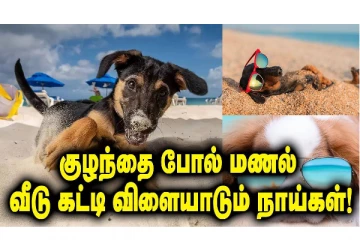 குழந்தை போல் மணல் வீடு கட்டி விளையாடும் நாய்கள் - பார்வையாளர்களை ரசிக்க வைத்த வீடியோ!