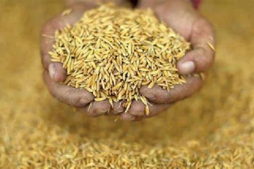 மன்னார் மாவட்ட 'நாடு' இன நெல் உற்பத்தியாளர்களுக்கு விடுக்கப்பட்டுள்ள அவசர அறிவிப்பு