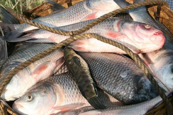 மீன்களின் விலைகள் சடுதியாக உயர்வு | Srilanka Economic Crisis Fish Prices