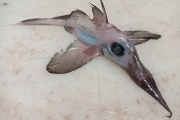 வலையில் சிக்கிய ராட்தச டிராகன்! அதிர்ந்து போன மீனவர்…. ஆராய்ச்சியாளர்கள் வெளியிட்ட பகீர் தகவல்