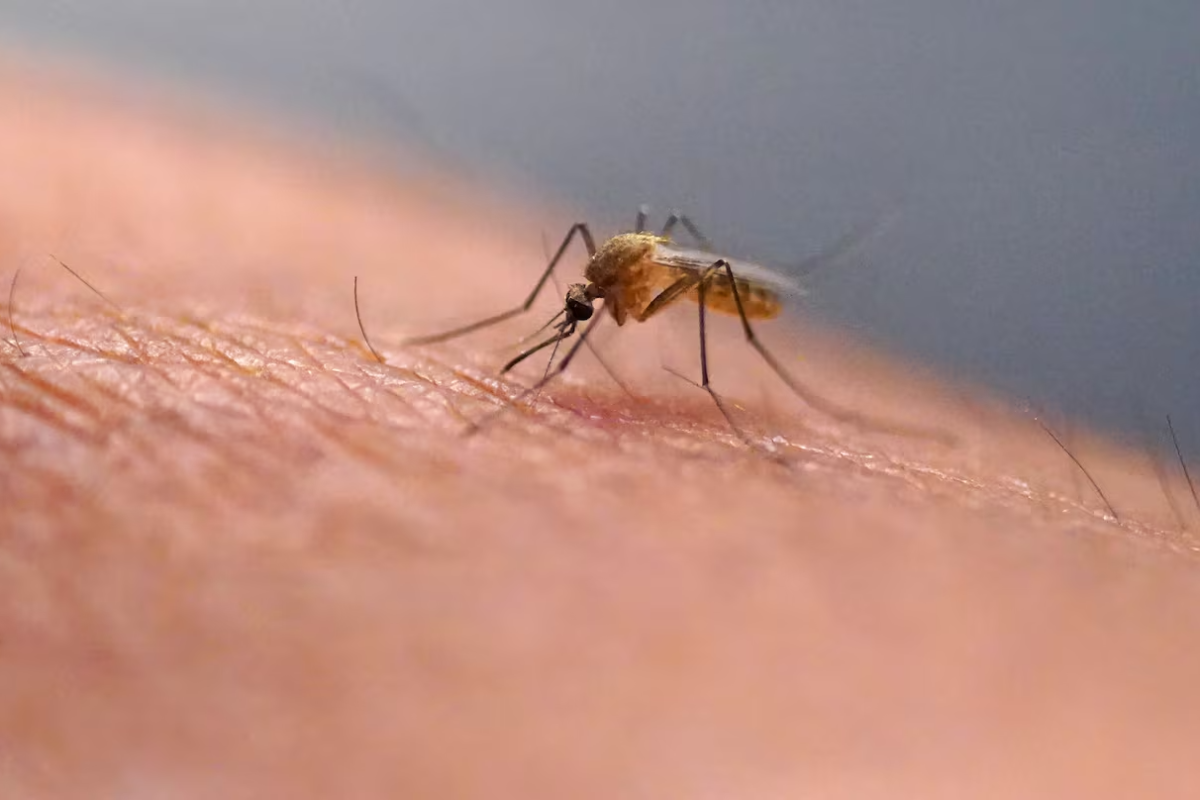 கனடாவில் பொதுமக்களுக்கு சுகாதார நிபுணர்கள் எச்சரிக்கை | Mosquito Bite In Canada What கனடாவில் பொதுமக்களுக்கு சுகாதார நிபுணர்கள் எச்சரிக்கை | Mosquito Bite In Canada What