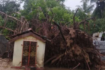 வேருடன் சாய்ந்த 100 ஆண்டு பழமையான மரம்