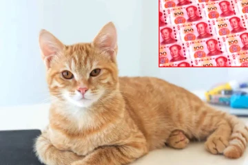 தனது பூனையை வளர்ப்பவருக்கு மொத்த சொத்துக்களையும் பரிசாக அறிவித்த 82 வயது முதியவர்