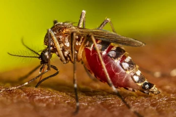 ஒரு கொசு கூட இல்லாத ஒரே நாடு - எது தெரியுமா?