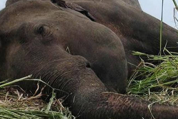 தமிழகத்தில் கடந்த 6 வருடத்தில் இவ்வுளவு யானைகள் இறந்துள்ளதா? வெளியான அதிர்ச்சி தகவல் | Elephant Death Tamilnadu