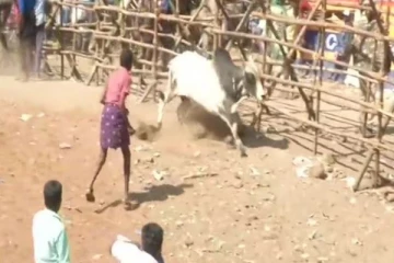 அவனியாபுரம் ஜல்லிகட்டின்போது மாடு முட்டியதில் ஒருவர் உயிரிழப்பு