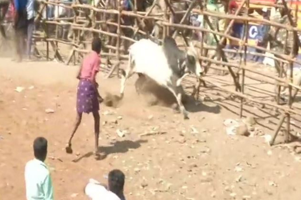 அவனியாபுர ஜல்லிகட்டின்போது மாடு முட்டியதில் ஒருவர் உயிரிழப்பு - தமிழ்நாடு