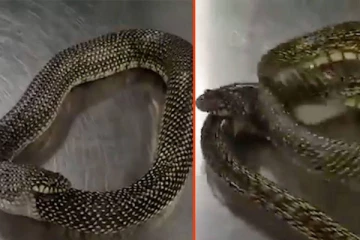 தன்னை தானே சாப்பிட தொடங்கிய ராஜ நாகம்! இணையத்தில் வைரல் வீடியோ