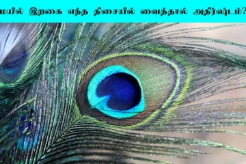 Peacock Feather: அதிஷ்டத்தை கொடுக்கும் மயில் இறகு... வீட்டில் எந்த திசையில் வைக்கணும்?