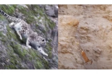 வெறியோடு கடித்து சாப்பிட வந்த சிறுத்தையிடமிருந்து குட்டியை காப்பாற்றிய தாய் ஆடு! செம்ம வைரல் வீடியோ