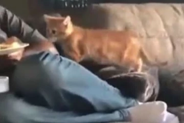 பொறாமைக்கார பூனை குட்டி உடனே கொடுத்த வேறலெவல் ரியக்சன்! இணையத்தில் வைரலாகும் வீடியோ