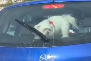 என்னடா இது...நாய் குட்டிக்கு வந்த சோதனை! விழுந்து விழுந்து சிரிக்க வைக்கும் காட்சி