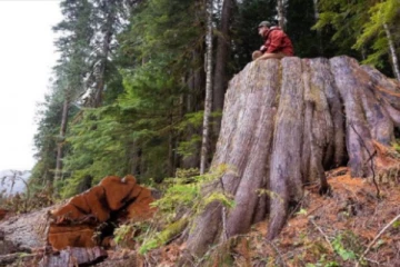 கனடாவில் மரம் வெட்டிய நபருக்கு நேர்ந்த பரிதாபம்!